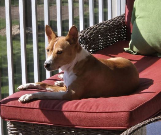 doggo best life.JPG